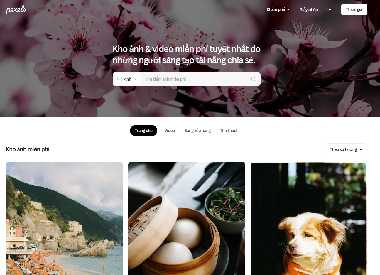 Giao diện website pexels.com